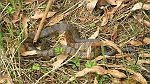 15-1.5 metre Tiger Snake checks us out at Lake Elizabeth